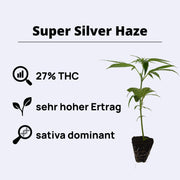 Super Silver Haze - Steckling