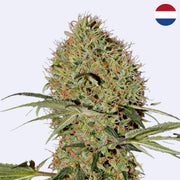 Super Bud Autoflowering Samen von Green House Seeds mit dichten Knospen und grünem Blattwerk.