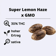 Super Lemon Haze x GMO Feminisierte Samen mit 30% THC und hohem Ertrag