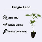 Tangie Land Steckling mit 23% THC, hoher Ertrag und indica dominant für hochwertige Pflanzenzucht.