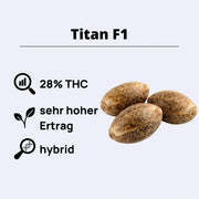 Titan F1 Autoflowering Samen mit 28% THC und hohem Ertrag, ideal für Züchter und Liebhaber.