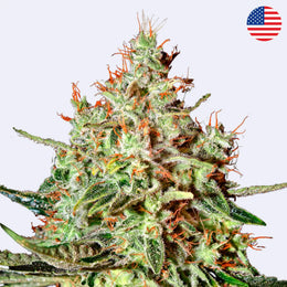 Trainwreck Feminisierte Samen