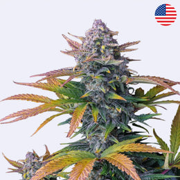 Tropicana Cookies Autoflowering Samen