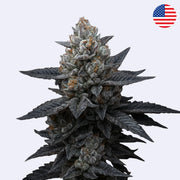 Trüffel Cake - In House Genetics - Steckling