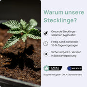 Trust Inforamtionen, gesunde Pflanzen für den Anbau, bereit zum Einpflanzen.