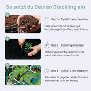 Step-by-step guide for planting seedlings in three stages: prepare soil, plant cutting, and care instructions.