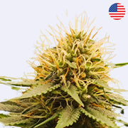 Close up of famous weeding cake cannabis strain, cannabis cali clone.