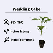 Description of Wedding Cake cannabis plant with up to 25% THC, high yield, indica dominant, and 8-9 weeks growth time.