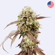 West Coast OG x Gelato 41 Autoflowering Samen - Green House Seeds Blüte mit hochwertigen Trichomen