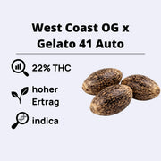 West Coast OG x Gelato 41 Autoflowering Samen mit 22% THC und hohem Ertrag, ideal für Indica-Liebhaber.