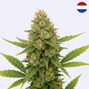White Russian - Serious Seeds - Steckling