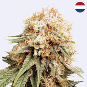 White Widow Feminisierte Samen