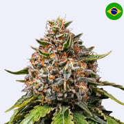 White Widow XXL Feminisierte Samen von Barneys Farm mit dichten Knospen und klaren Trichomen.