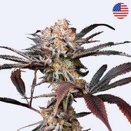 Wonder Pie Feminisierte Samen - Green House Seeds