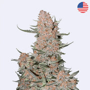 Ztrawberriez Autoflowering Samen