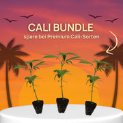 Cali Bundle | 3 Premium Cali-Sorten